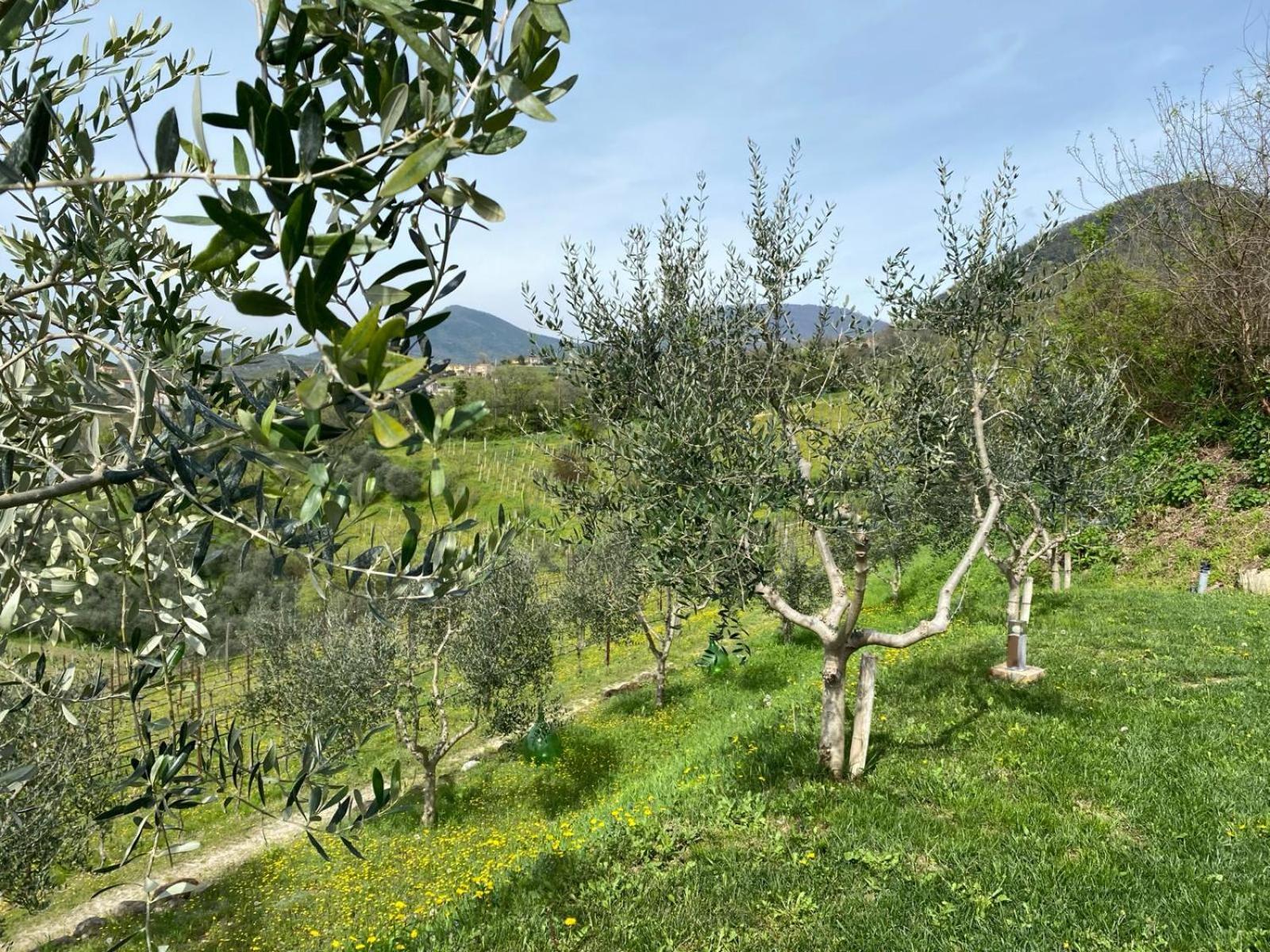 Cinto Euganeo Azienda Agricola Ca' Lunga מראה חיצוני תמונה
